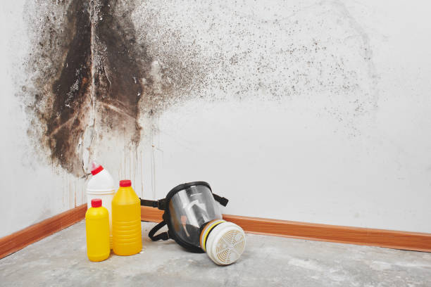 Best Mold Damage Repair  in Lexington Park, MD