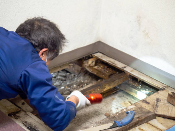 Best Mold Cleaning Services  in Lexington Park, MD