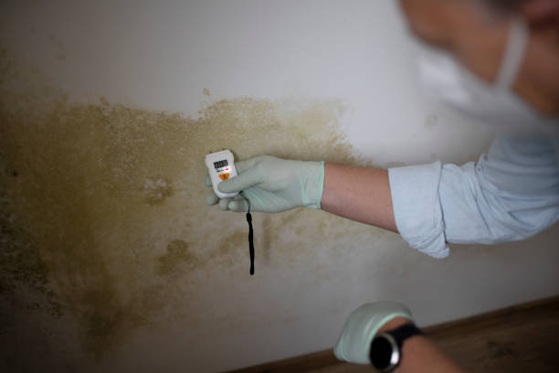 Best Toxic Mold Removal  in Lexington Park, MD