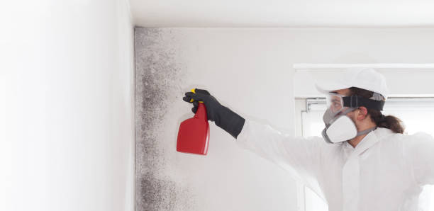 Best Emergency Mold Removal  in Lexington Park, MD