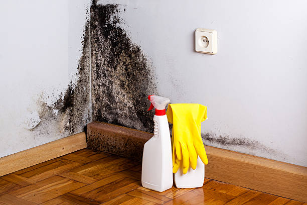 Mold Removal and Inspection in Lexington Park, MD