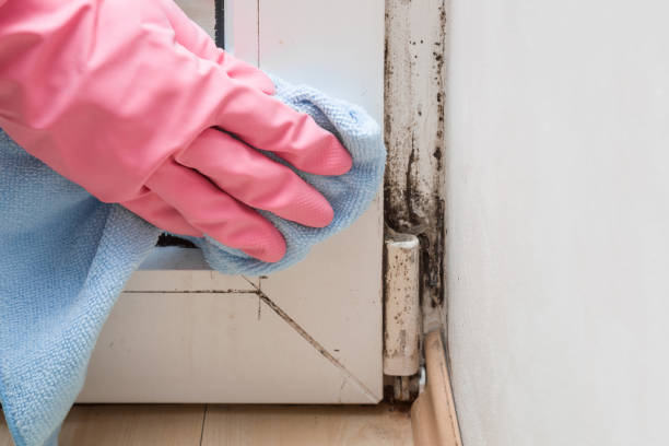 Best Mold Cleaning Services  in Lexington Park, MD