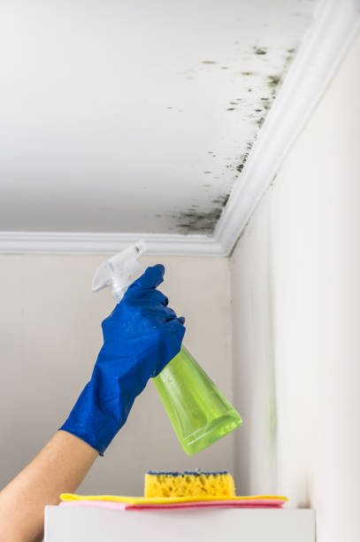 Best Fast Mold Removal  in Lexington Park, MD