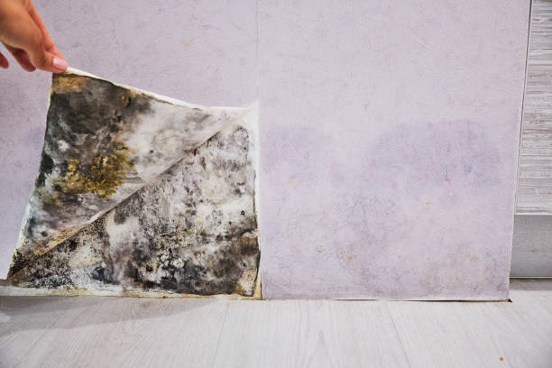 Best Mold Removal and Inspection  in Lexington Park, MD